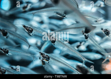 Silver glass catfish closeup in Dubai mall aquarium. Stock Photo