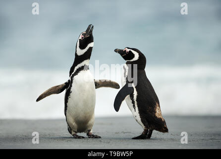 Courtship display of Magellanic penguins, Falkland Islands. Stock Photo