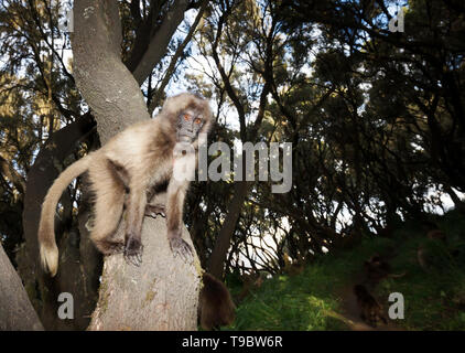 Close up of a baby Gelada monkey in a tree, Ethiopia. Stock Photo