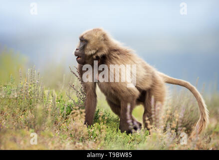 Close up of a female Gelada monkey in Simien mountains, Ethiopia. Stock Photo