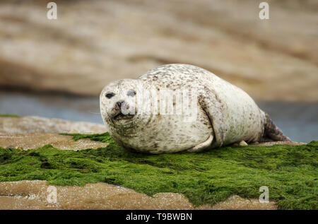Close up of a Common seal (Phoca vitulina) in Noss, Scotland. Stock Photo