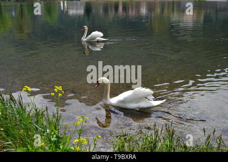 Beautiful panoramic view to two white swans swimming on lake Como at Lecco in a sunny spring day.