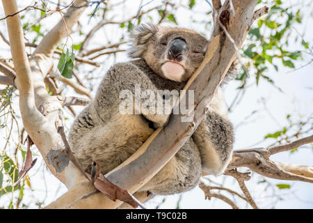 Koala clinging to a high branch looks down with one eye open and one closed, Kangaroo Island, Southern Australia Stock Photo
