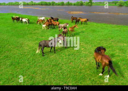 Horses grazing in a meadow next to a river. Country landscape. View from above. Stock Photo