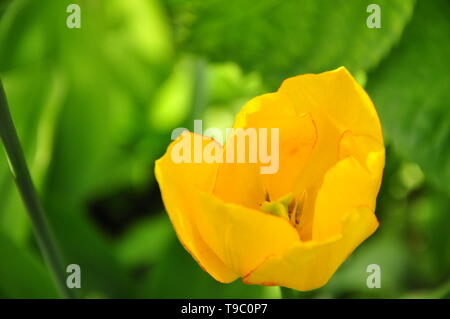 Single yellow tulip against green background Stock Photo