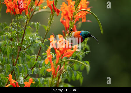 Colorful sunbird with iridescent coloured feathers, photographed at Falcon in the Drakensberg mountains near Cathkin Peak, Kwazulu Natal, South Africa Stock Photo