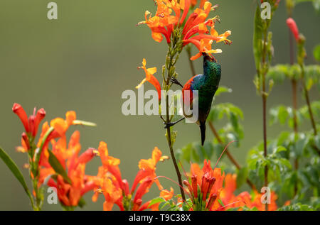 Colorful sunbird with iridescent coloured feathers drinking nectar, photographed at Falcon in the Drakensberg mountains, Kwazulu Natal, South Africa Stock Photo