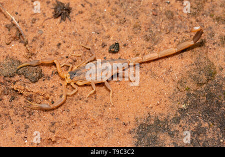 Striped Bark Scorpion, Centruroides vittatus, camouflaged on red sand, with his stinger non-threateningly down Stock Photo