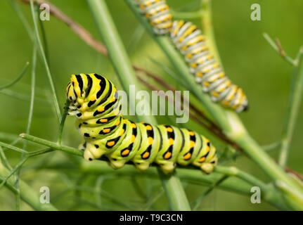 Last, fifth instar of a Black Swallowtail butterfly caterpillar eating a fennel stem, with two fourth instars in the background on the same plant