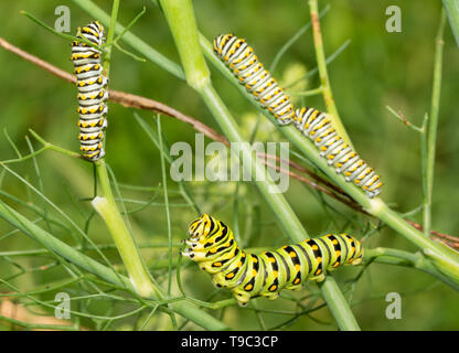 Green, yellow and black striped fifth instar of an Eastern Black Swallowtail butterfly caterpillar feeding on a fennel, with three fourth instars on t