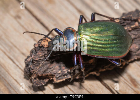 Shiny Fiery Searcher, a caterpillar hunting predatory beetle Stock Photo