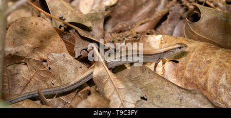 Little Brown Skink camouflaged on dead oak leaves in spring Stock Photo