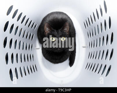 Playful, shiny black cat sitting in a white laundry basket, looking up Stock Photo