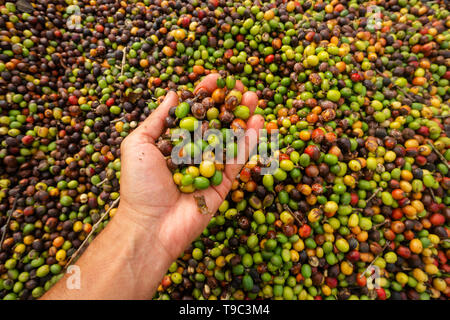Coffee grains drying on a brazilian farm Stock Photo