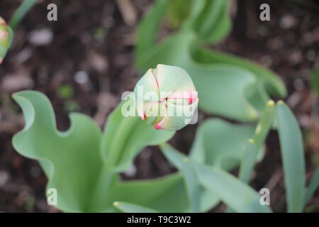solitary tulip bud in garden with lush green leaves ready to bloom Stock Photo