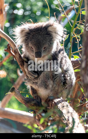 Sleepy Koala resting in the gum tree, Healesville, Australia. Stock Photo