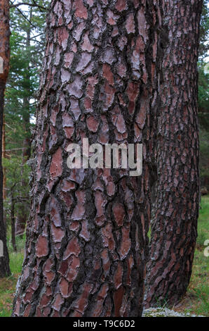 Pine trunks in line with their textured bark Stock Photo