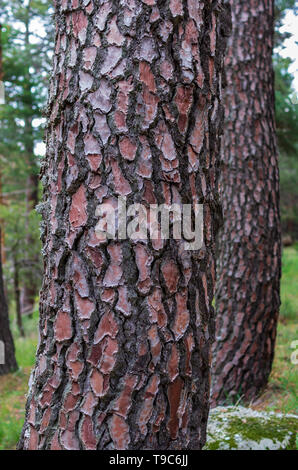 Pine trunks in line with their textured bark Stock Photo