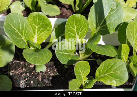 'Joi Choi' Chinese white cabbage, Pak Choi F1 (Brassica rapa var chinensis) Stock Photo