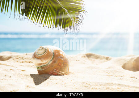 Palm Leaves Over The Conch Seashell On Sand In Sunlight At Beach Stock Photo