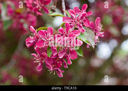 Close up view of beautiful royalty red crabapple tree blossoms in full bloom Stock Photo