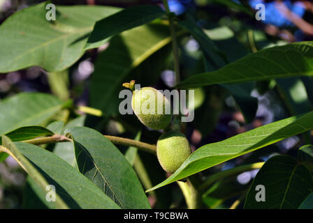Green walnuts growing on branch with leaves close up detail, blue sky background Stock Photo