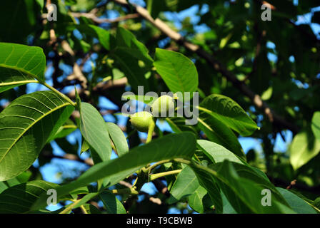 Green walnuts growing on brunch with leaves, blue sky background Stock Photo