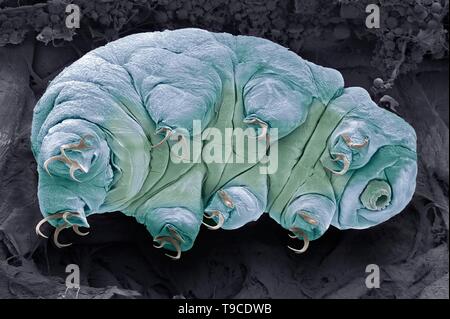 Tardigrade, SEM Stock Photo