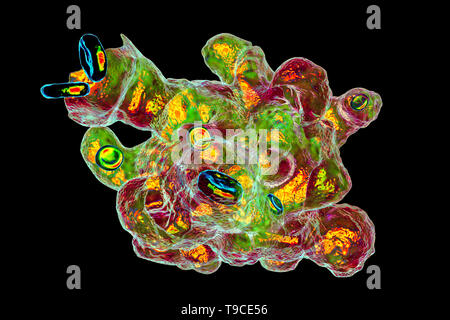 Parasitic amoeba, illustration Stock Photo - Alamy