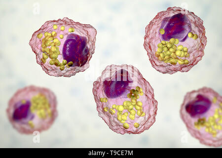 Macrophage foam cell, illustration Stock Photo