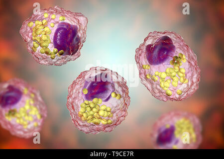 Macrophage foam cell, illustration Stock Photo