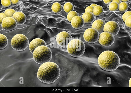 Micrococcus luteus bacteria, illustration Stock Photo