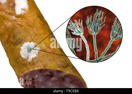 Smoked sausage with mould, composite image Stock Photo