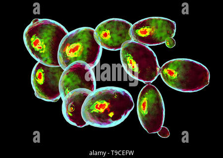 Saccharomyces cerevisiae yeast, illustration Stock Photo