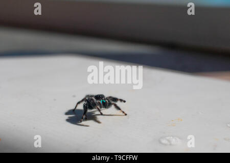 A bold jumper (Phidippus audax) goes into a defensive stance on the side of a ceramic kitchen sink. Stock Photo