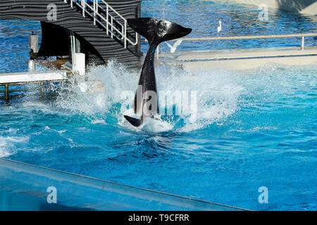 Killer whale orca performing in a water park Stock Photo