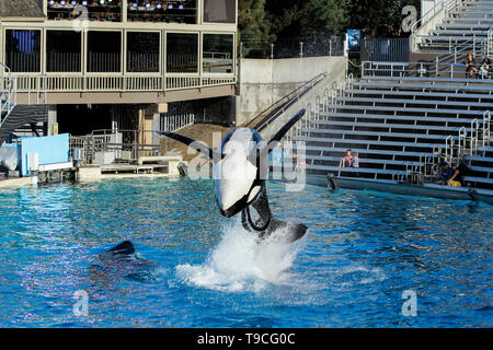 Killer whale orca performing in a water park Stock Photo