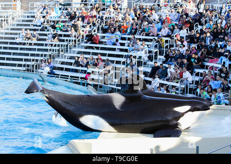 Killer whale orca performing in a water park Stock Photo