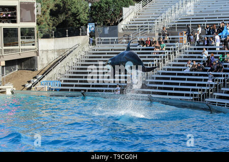 Killer Whale (Orcinus orca) performing at the Vancouver Aquarium in ...