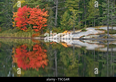 Muskoka (Adirondack) chairs and Red maple tree (Acer rubrum) at Grundy Lake Grundy Lake Provincial Park Ontario Canada Stock Photo