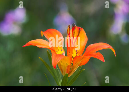 Wood lily, (Lilium philadelphicum), Bow Valley Provincial Park, Alberta, Canada Stock Photo