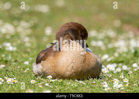 Egyptian goose (Alopochen aegyptiaca) resting on a grass Stock Photo