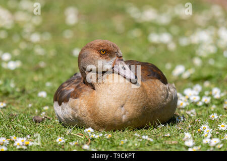 Egyptian goose (Alopochen aegyptiaca) resting on a grass Stock Photo