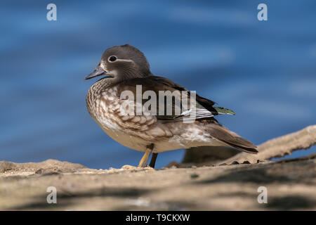 Mandarin duck female (Aix galericulata) Stock Photo