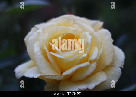 A rose is a woody perennial flowering plant of the genus Rosa, in the family Rosaceae, or the flower it bears. Stock Photo