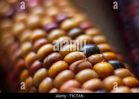A close-up photograph of a colorful ear of flint corn Stock Photo