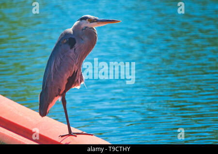 Great Blue Heron, Ardea herodias, Pawitik, Ontario, Canada Stock Photo
