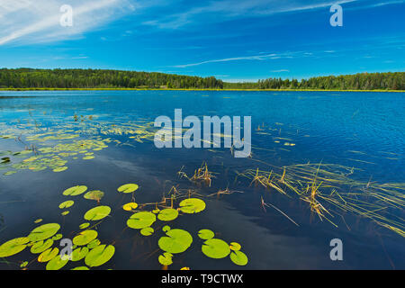 Water lilies on Old Woman Lake Near Sioux Narrows Ontario Canada Stock Photo