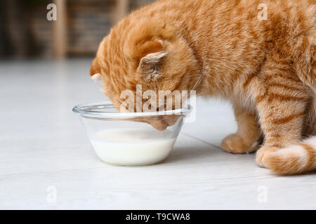 Cute Scottish fold cat drinking milk at home Stock Photo