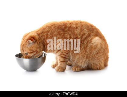 Cute Scottish fold cat eating food on white background Stock Photo